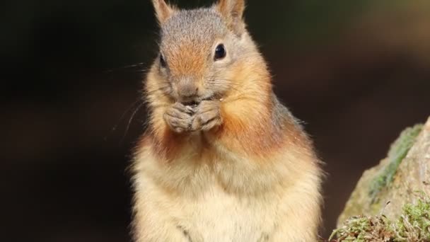 귀여운 다람쥐 브라운 자연의 — 비디오