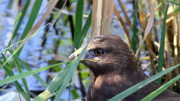 Portret Hawk Pasărea Pradă Buzzard Picioare Lungi Buteo Rufinus Fundal — Videoclip de stoc