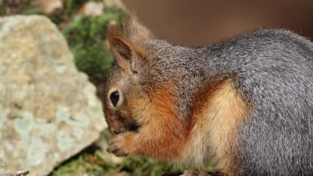 Carino Scoiattolo Animale Sfondo Della Natura Marrone — Video Stock