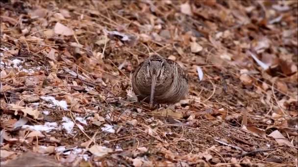 Woodcock Brązowe Liście Ptak Eurazjatycki Woodcock Scolopax Rusticola — Wideo stockowe