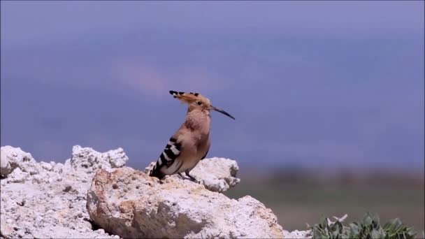 Ptasia Piosenka Purpurowe Niebo Tle Ptaki Eurazjatyckie Epoki Hoopoe Upupa — Wideo stockowe