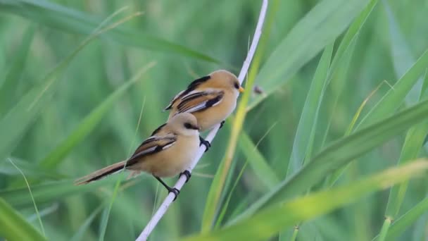 Aranyos Kismadarak Zöld Természet Háttér Szakállas Reedling Panurus Biarmicus — Stock videók