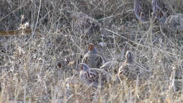 Rapphöns Naturbakgrund Fåglar Grå Rapphöna Perdix Perdix — Stockvideo