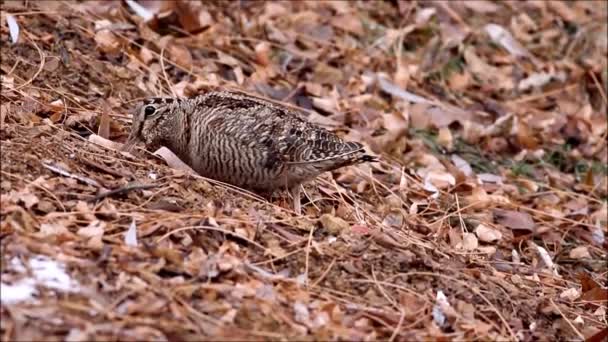 Woodcock Feuilles Brunes Sèches Oiseau Bécasse Eurasie Scolopax Rusticola — Video