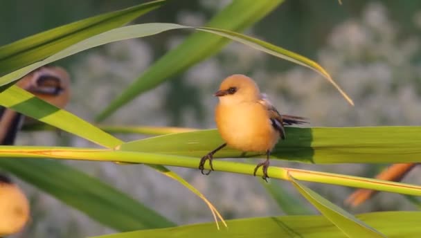 Pássaros Giros Fundo Natureza Verde Pássaro Reedling Barbudo Panurus Biarmicus — Vídeo de Stock