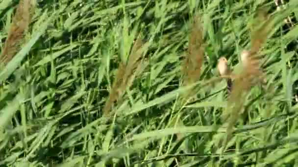 Pássaros Giros Fundo Natureza Verde Pássaro Reedling Barbudo Panurus Biarmicus — Vídeo de Stock