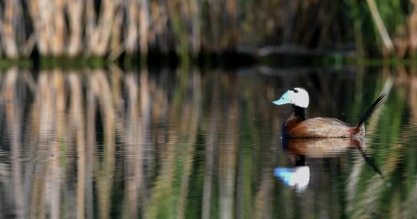 Nature Birds Colorful Nature Background White Headed Duck — Stock Video