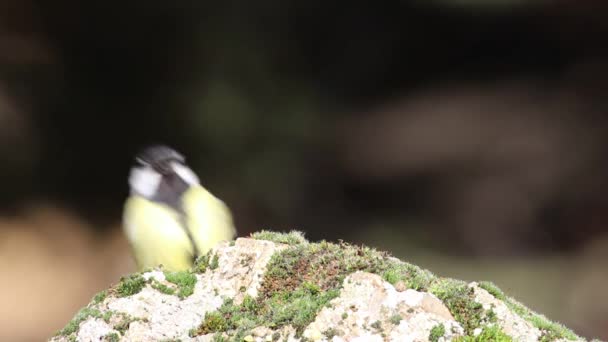 Słodkie Ptaszki Kontekst Natury — Wideo stockowe