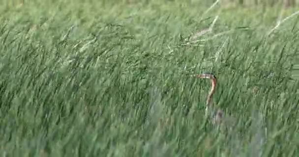 Природа Птах Фіолетова Чапля Зелений Фон Середовища Існування Природи — стокове відео