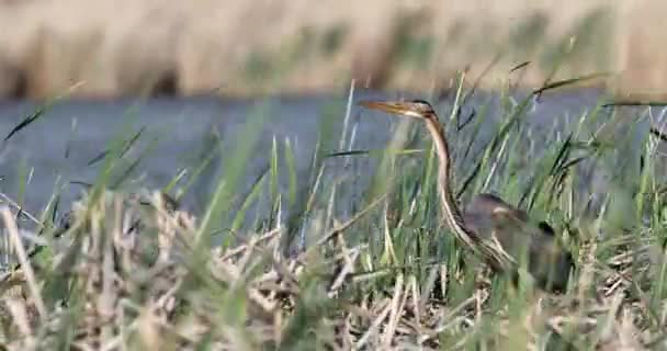 Nature Oiseau Héron Pourpre Nature Verte Fond Habitat — Video