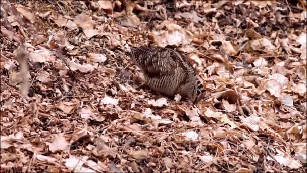 Woodcock Feuilles Brunes Sèches Oiseau Bécasse Eurasie Scolopax Rusticola — Video