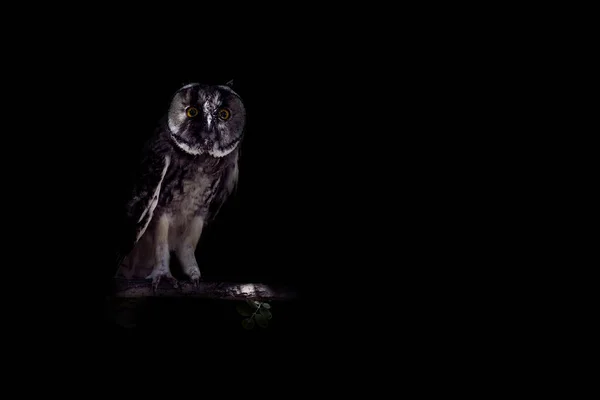 Птицы Художественный Фон Темноты Творческий Абстрактный Характер — стоковое фото