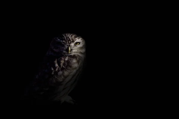 Vögel Dunkelheit Künstlerischen Hintergrund Kreative Abstrakte Natur — Stockfoto