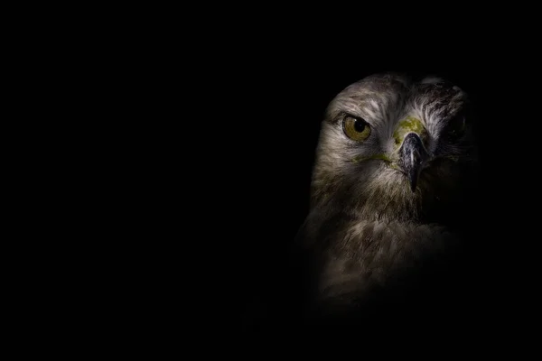 Uccelli Contesto Artistico Oscuro Natura Creativa Astratta — Foto Stock