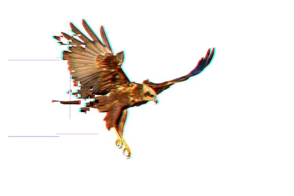 Bird Prey Creative Abstract Nature Glitch Screen White Background — Stock Photo, Image