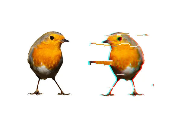 Creative Abstract Nature White Background Illustration Bird Robin — Stock Photo, Image