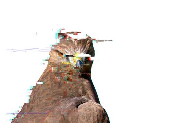 Bird Prey Creative Abstract Nature Glitch Screen White Background — Stock Photo, Image