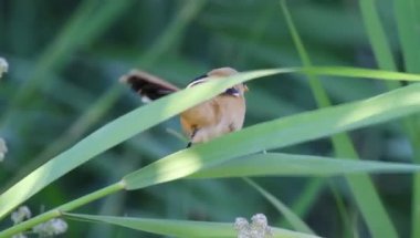 Sevimli küçük kuşlar. Yeşil doğa geçmişi. Sakallı Reedling. Panurus biarmicus.