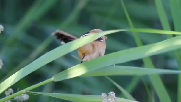 Des Petits Oiseaux Mignons Fond Vert Nature Oiseau Reedling Barbu — Video