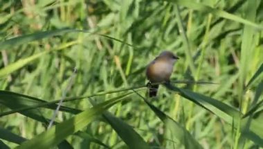 Sevimli küçük kuşlar. Yeşil doğa geçmişi. Sakallı Reedling. Panurus biarmicus.