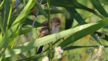 Sevimli küçük kuşlar. Yeşil doğa geçmişi. Sakallı Reedling. Panurus biarmicus.