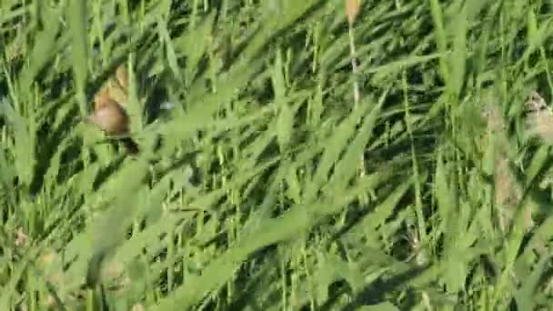 Pássaros Giros Fundo Natureza Verde Pássaro Reedling Barbudo Panurus Biarmicus — Vídeo de Stock