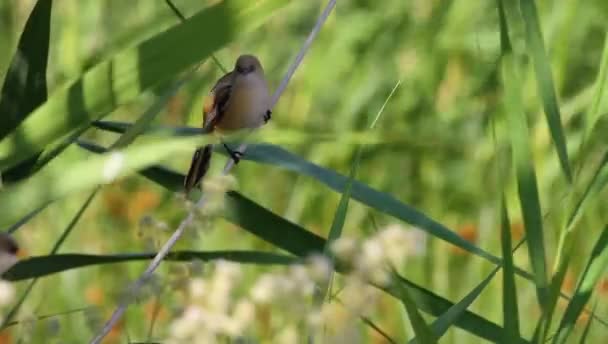 Aranyos Kismadarak Zöld Természet Háttér Szakállas Reedling Panurus Biarmicus — Stock videók