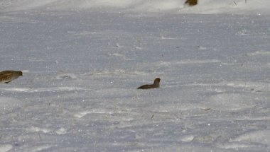 Kış ve keklik. Gri Partridge. Perdix perdix. Kar arkaplanı. 