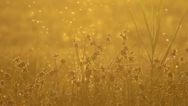 Meadow Flies Silhouette Nature Background High Resolution Quality — Stock Video