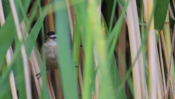 Lindo Pajarito Fondo Naturaleza Verde Alta Resolución Calidad — Vídeo de stock