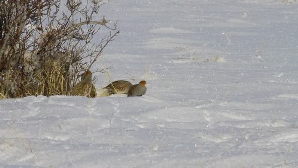 冬天和鹦鹉 灰色的Partridge 围产期保外就医雪的背景 — 图库视频影像