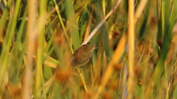 Grün Gelber Naturspeck Niedlichen Kleinen Vogel Grasmücke — Stockvideo