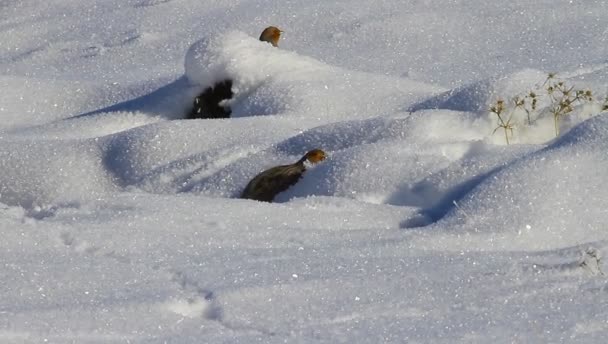 Winter Und Rebhühner Vogel Rebhuhn Perdix Perdix Schneehintergrund — Stockvideo