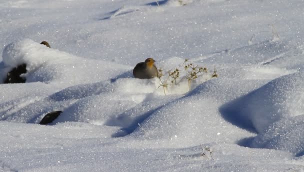 Inverno Pernici Uccello Pertridge Grigio Persona Comune Fondo Neve Alta — Video Stock