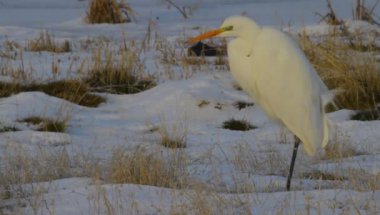 Balıkçıl. Kış doğası geçmişi. Büyük Akbalıkçıl. Ardea alba.
