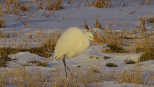 Garça Fundo Natureza Inverno Great Egret Inglês Ardea Alba — Vídeo de Stock