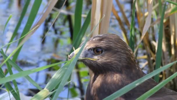 Hawk Portrait Bird Prey Long Legged Buzzard Buteo Rufinus Nature — Stock Video