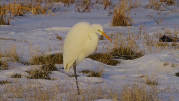 Czapla Zimowe Tło Natury Czapla Wielki Żal Ardea Alba — Wideo stockowe