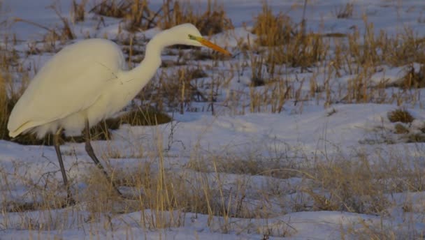 Heron Zimní Příroda Pozadí Heron Velký Egret Ardea Alba — Stock video