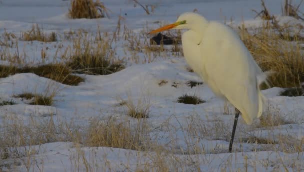 Czapla Zimowe Tło Natury Czapla Wielki Żal Ardea Alba — Wideo stockowe