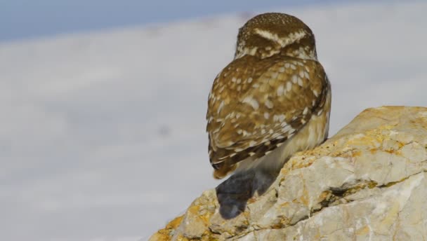 Kleine Uil Winter Natuur Achtergrond Gewone Vogel Uiltje Athene Noctua — Stockvideo