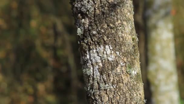 Şirin Küçük Kuş Ağaç Bekçisi Kısa Parmaklı Ağaç Bekçisi Yüksek — Stok video