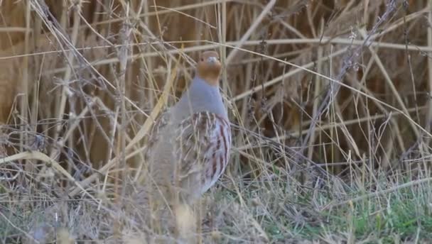 Partridges 自然背景 灰色的Partridge 围产期检查 — 图库视频影像