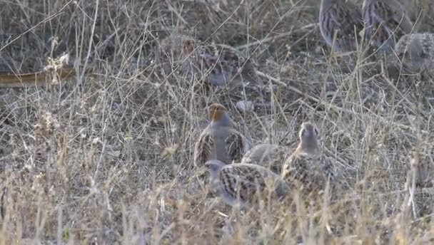 Partridges 自然背景 灰色的Partridge 围产期检查 — 图库视频影像