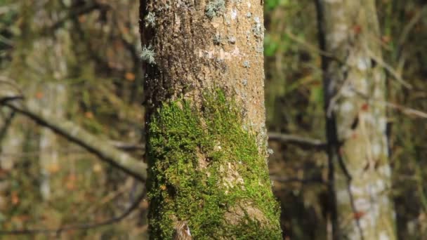 Niedlichen Kleinen Vogel Treecreeper Vogel Short Toed Treecreeper Hohe Auflösung — Stockvideo