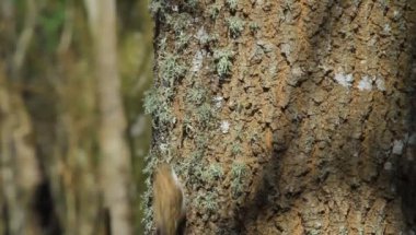 Şirin küçük kuş ağaç bekçisi. Kısa parmaklı Ağaç Bekçisi. Yüksek çözünürlük ve kalite.
