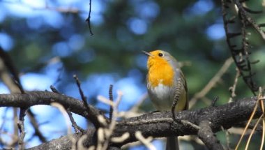 Sevimli kuş bülbülü ötüyor. Doğa Arkaplanı. Avrupalı Robin. Erithacus rubecula.
