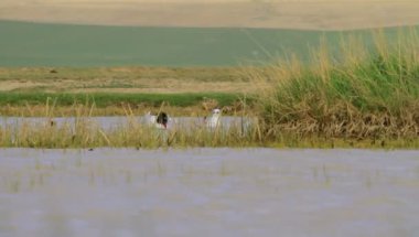 Bataklık. Su ve kuşlar. Doğa arkaplanı.