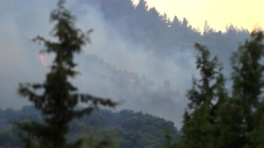 Orman yangını. Çam orman yangını. Yüksek çözünürlük ve kalite.