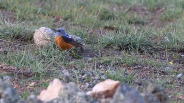 Sevimli kuş. Yeşil doğa geçmişi. Yaygın Rock Thrush / Monticola saksafatili